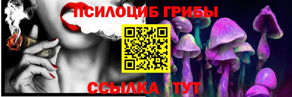 Псилоцибиновые грибы Psilocybe  Вход с VPN  Горно-Алтайск 